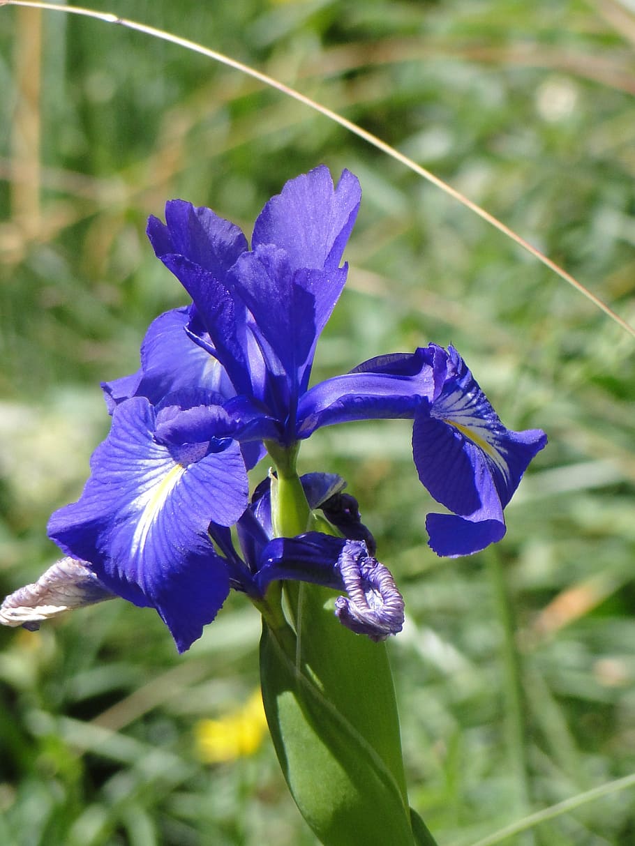 iris, nature, blue, flower, summer, blossom, bloom, plant, beautiful HD wallpaper