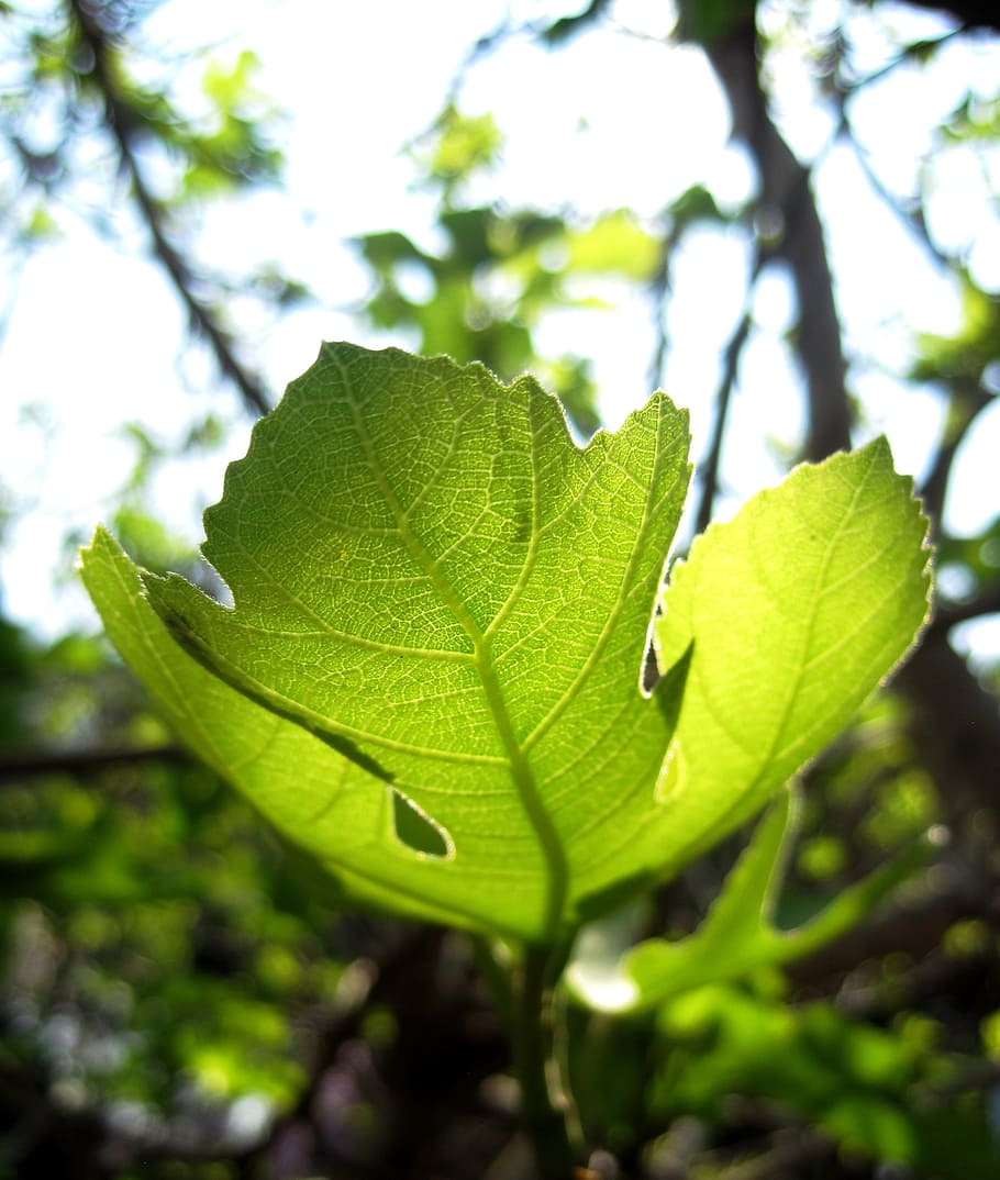 leaf, new, green, light, translucent, fig, stem, spring, garden HD wallpaper