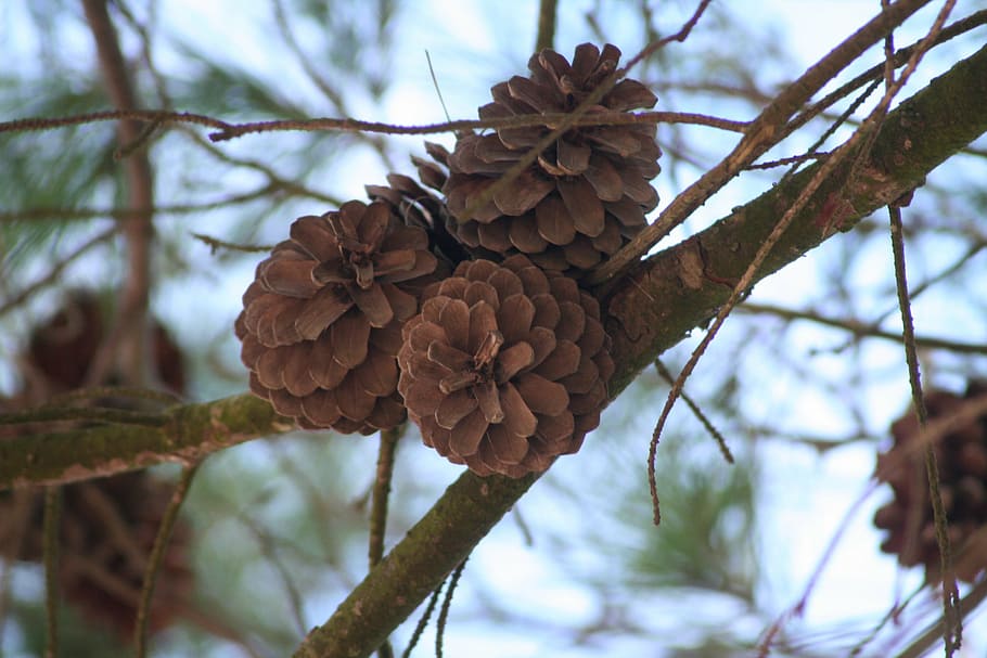 nature, pineapple, tree, branch, pine Cone, plant, focus on foreground HD wallpaper