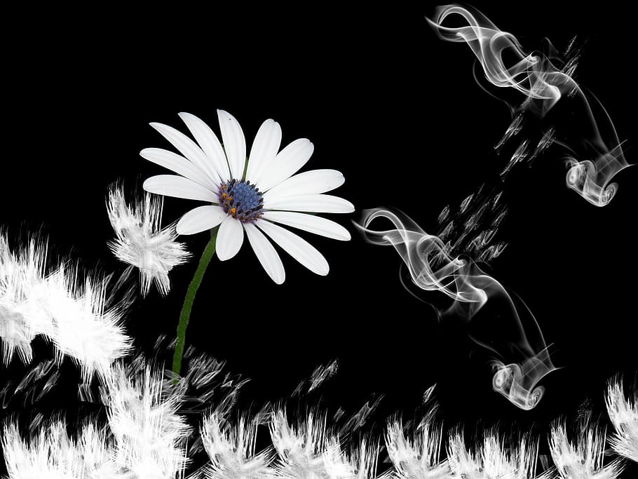 white osteospermum flower in closeup photo, lachine, smoke, design