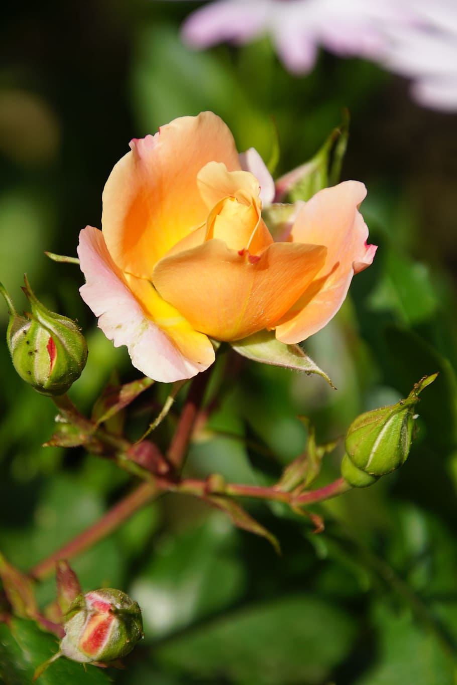 Blossom, Bloom, Close, Rosaceae, rose, yellow, velvet, flower stalk HD wallpaper