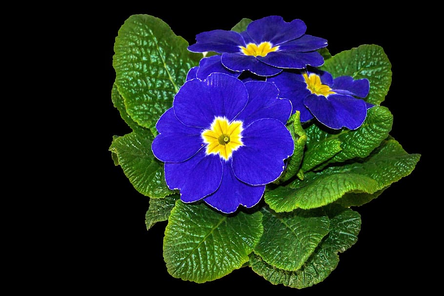 plant, primrose, blue, spring, nature, flowering plant, freshness HD wallpaper
