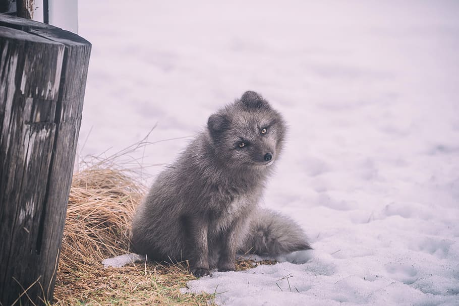 long-coated gray dog sitting on ground covered with snow, gray arctic fox sitting beside gray wood log HD wallpaper