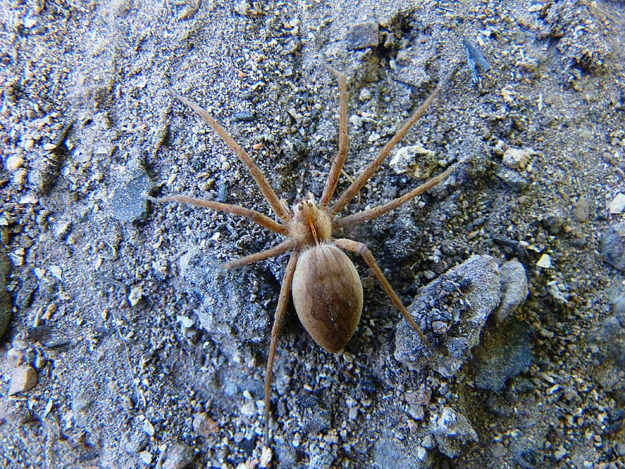 spider, field, arachnid, animal themes, one animal, animal wildlife HD wallpaper