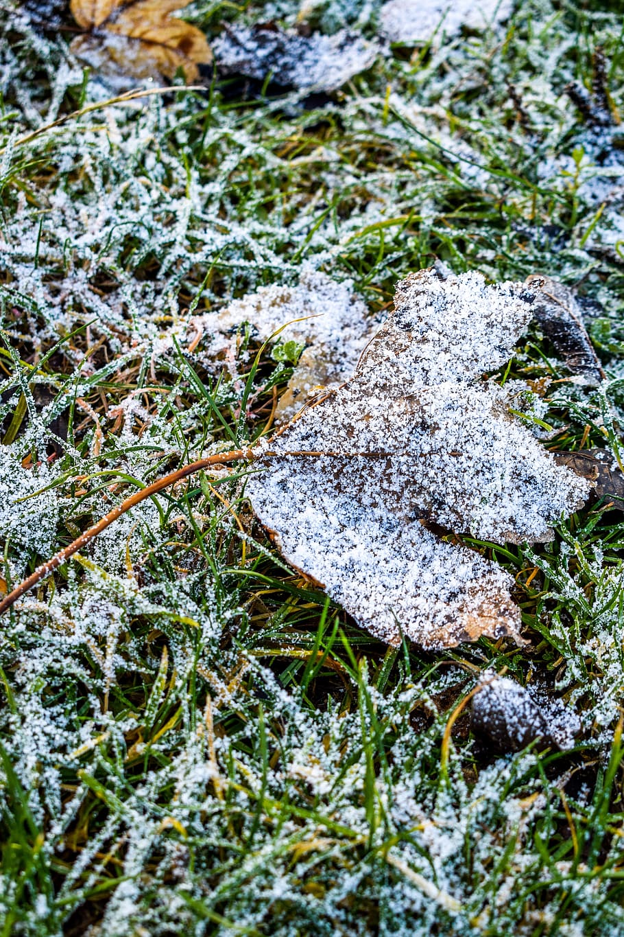Snow, Gel, Cold, Dead Leaf, Frozen, grass, green, nature, ice HD wallpaper