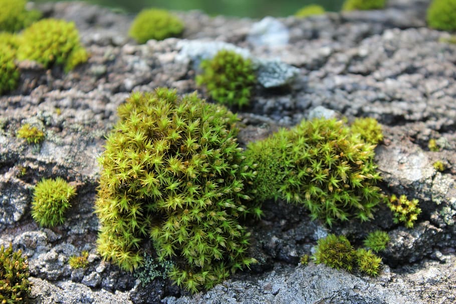 moss, swamp, nature, growth, green color, plant, no people HD wallpaper