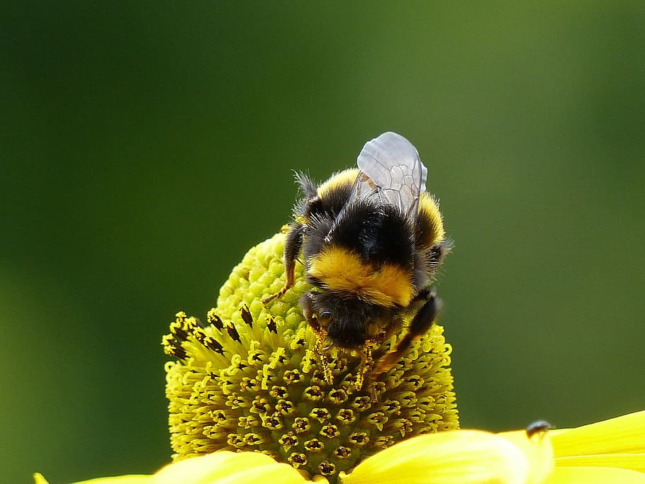 flower, coneflower, bee, summer, garden, animal themes, animal wildlife HD wallpaper