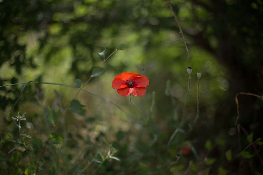 poppy, flower, wild, spring, plant, flowering plant, growth HD wallpaper