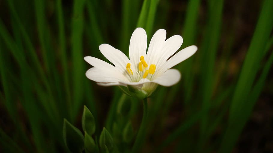 Flower, Spring, Forest, nature, plant, springtime, daisy, close-up HD wallpaper