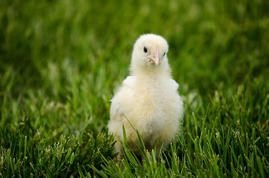 chick, bird, yellow, grass, outdoor, bantam, chicken, samantha postman