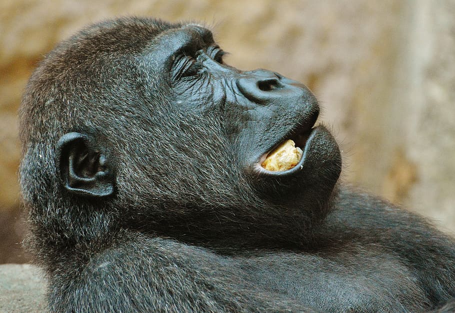 monkey, gorilla, eat, zoo, animal, wild animal, tierpark hellabrunn HD wallpaper