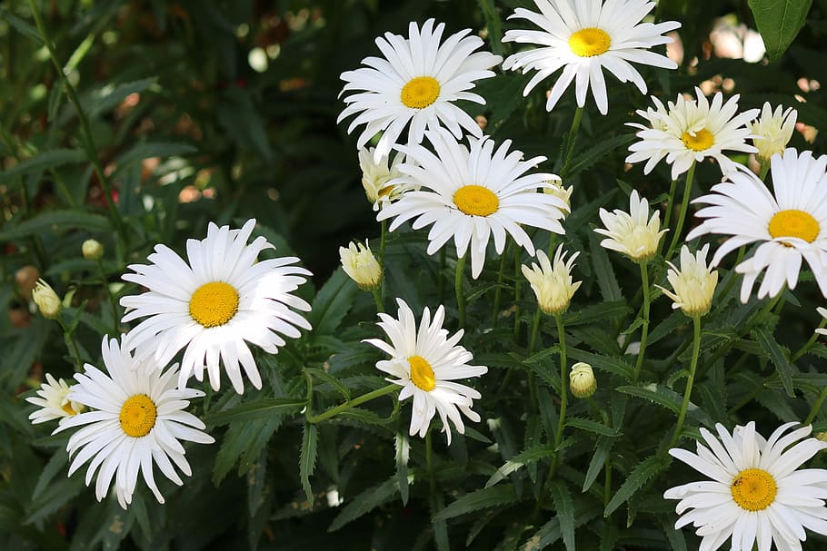 Daisies, Flowers, White, Spring, Nature, field, flowering, petal HD wallpaper