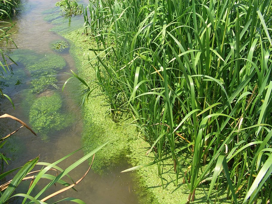 change, lake, grass, river, green, water, nature, green algae HD wallpaper