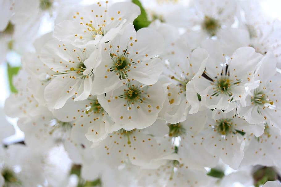 flowers, white, tree, fruit, casey, spring, flourished, flowering plant HD wallpaper