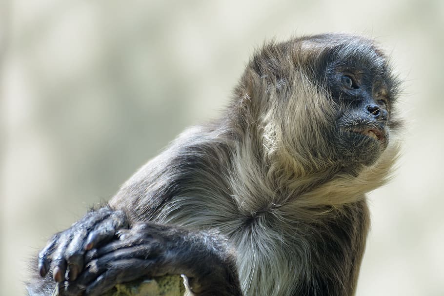 Monkey, Head, Animal, Portrait, Close, animal portrait, zoo HD wallpaper