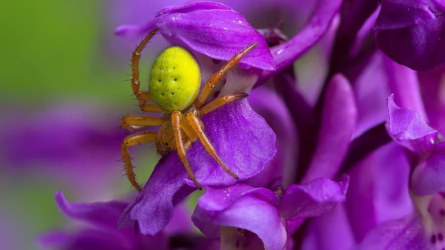pumpkin spider, insect, macro, arachnid, purple, flowering plant, HD wallpaper