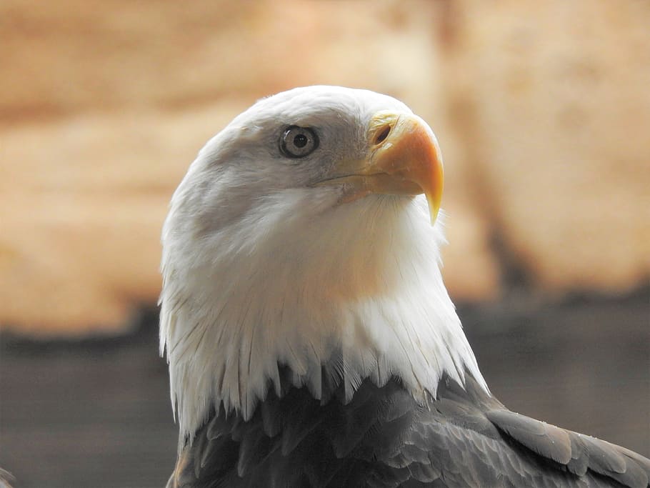 bald eagle, dom, american, symbol, wildlife, animal, nature HD wallpaper