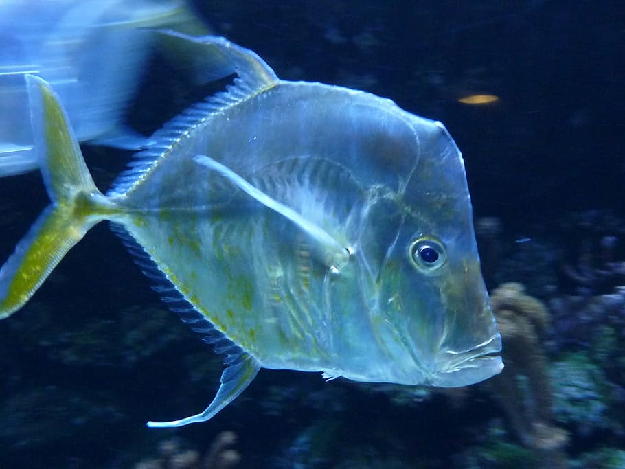 fish, water, silver, underwater, sea, nature, animal, reef HD wallpaper