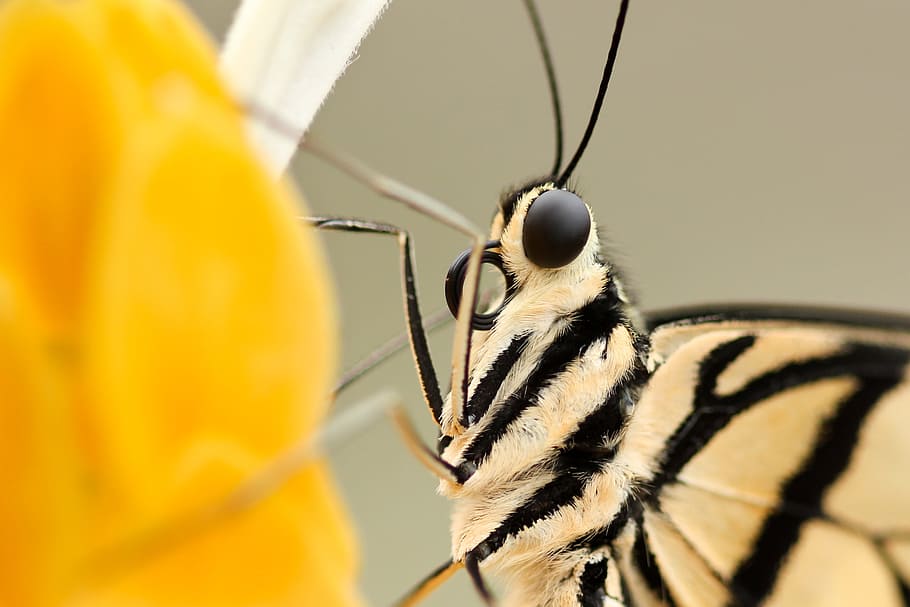 macro shot photography of beige and black insect, white and black striped butterfly perching on yellow flower in close-up photography