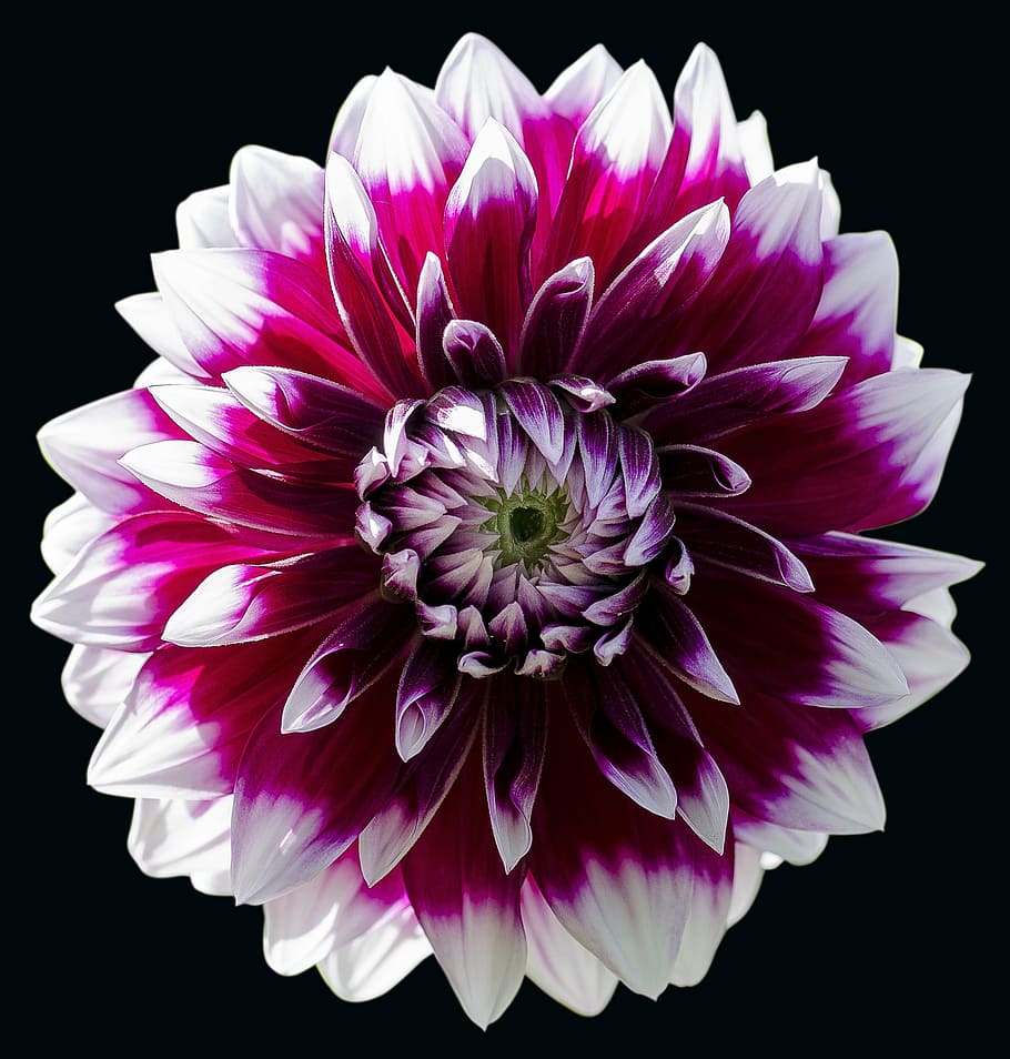 pink and white flower illustration, dahlia, floral, plant, botany, HD wallpaper