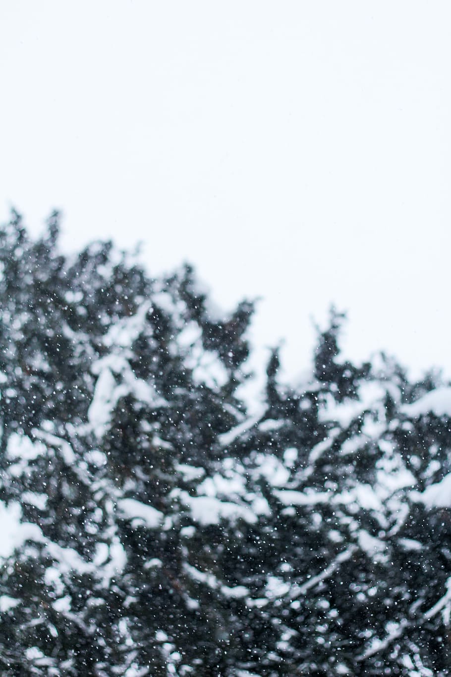 snow-covered trees during daytime, untitled, snowing, branches HD wallpaper