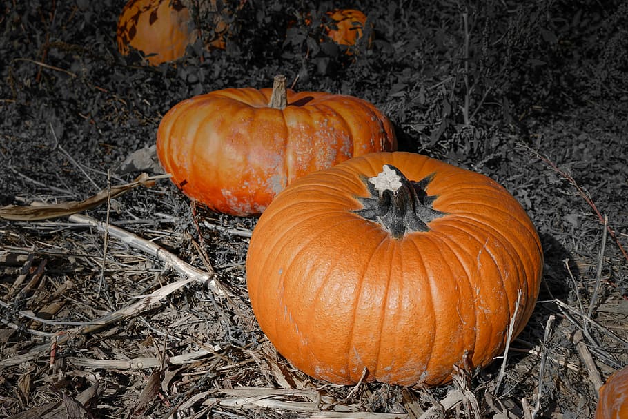 pumpkin, thanksgiving, holiday, fall, autumn, food, harvest HD wallpaper