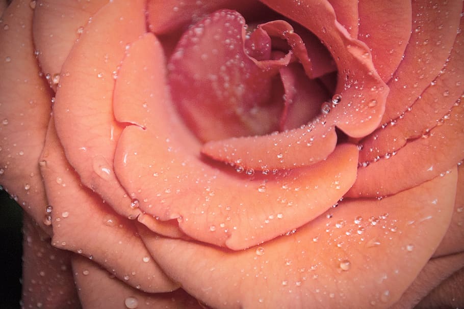 flower, pink, dew, water, petal, pink flowers, macro, floral HD wallpaper