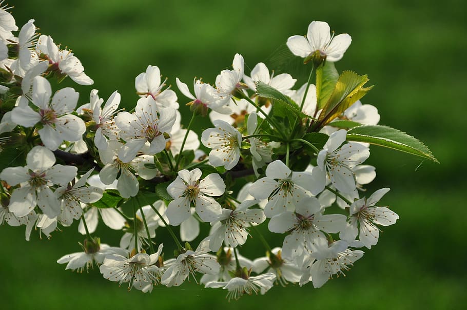 Spring, Blossom, Nature, flower, plant, green Color, springtime HD wallpaper