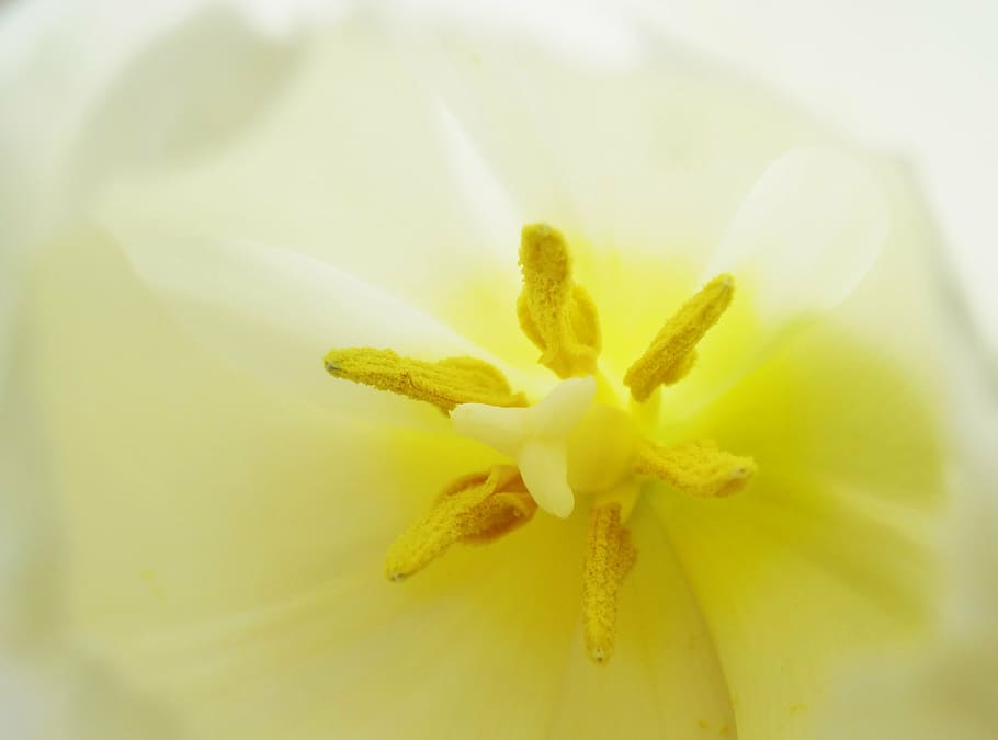 tulip, macro, light, blossom, bloom, flower, close, nature HD wallpaper