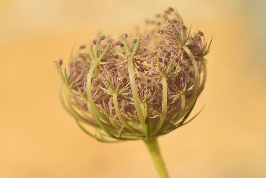 flower, dried, nature, close, plant, faded, transient, summer HD wallpaper