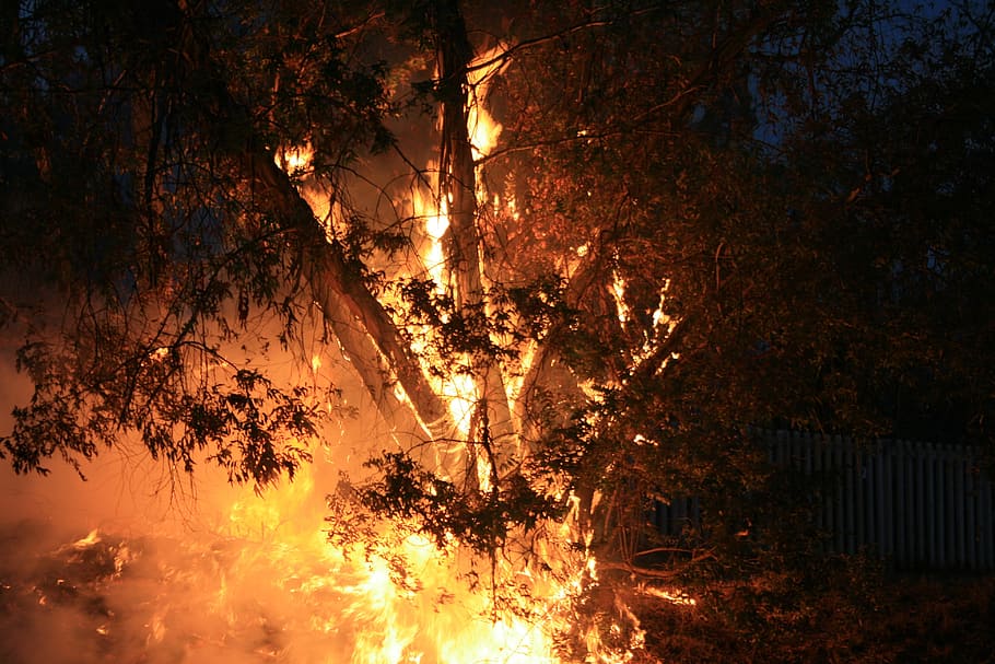 evening, outdoors, fire, spreading, smoke, tree burning, bluegum trees HD wallpaper