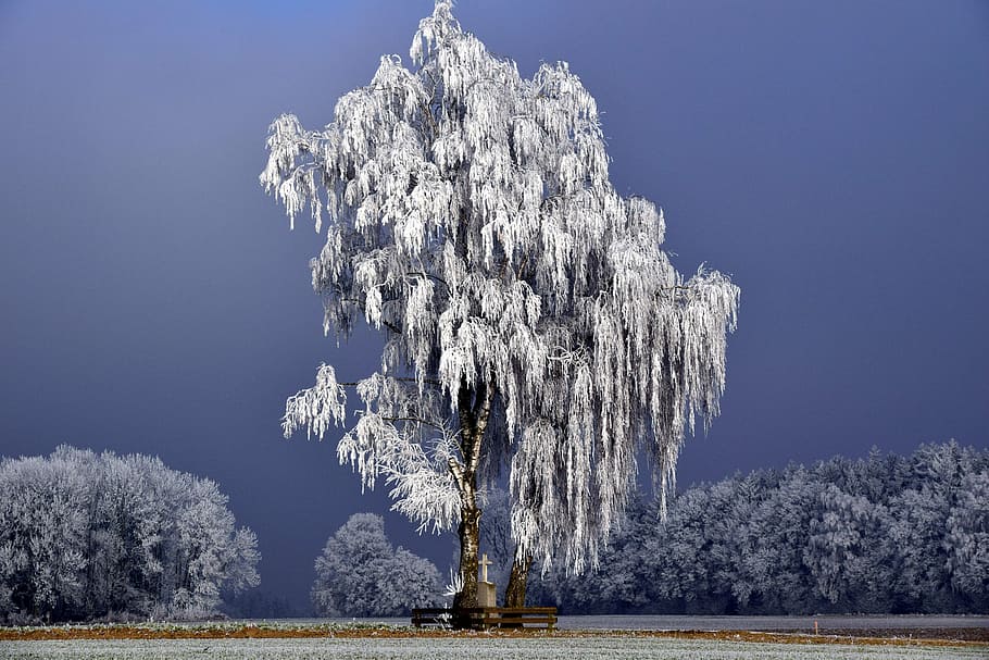 photo of grey tall tree, winter, wintry, winter trees, nature HD wallpaper
