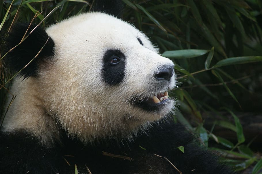 white and black panda at daytime, bear, china, chengdu, endangered HD wallpaper