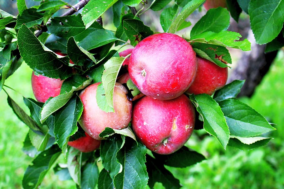 apples, fruit, foliage, tree, garden, nature, autumn, healthy eating HD wallpaper