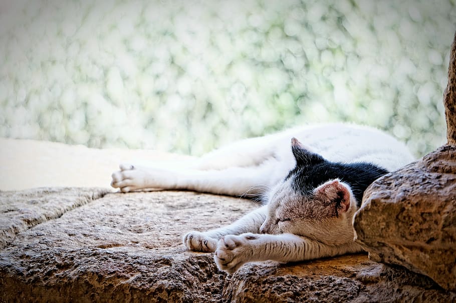 Cat, Crete, Monastery, Sleep, Break, lazy, slow, one animal HD wallpaper