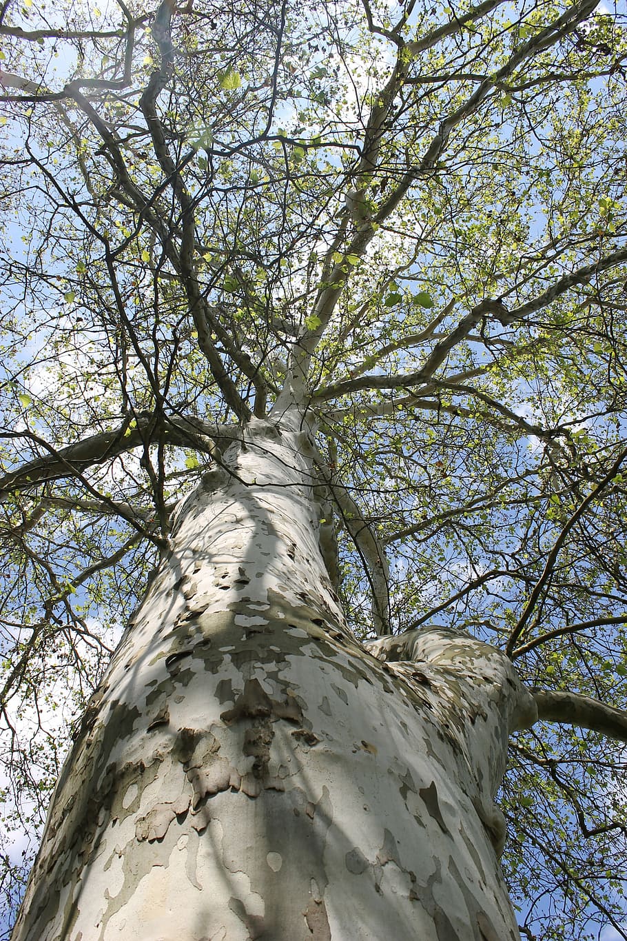 plane, tree, aesthetic, log, crown, branches, plant, low angle view HD wallpaper
