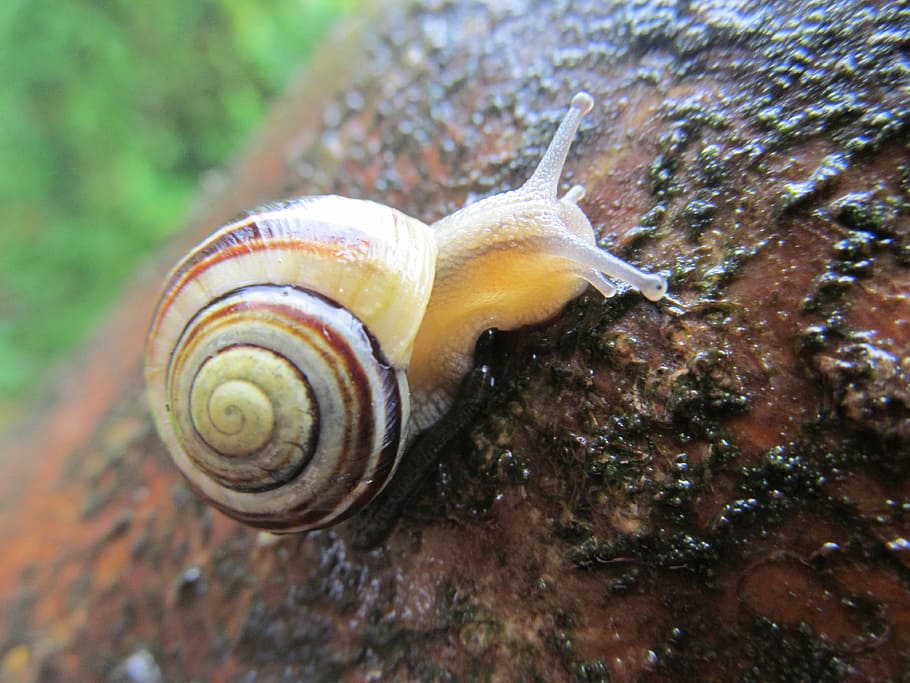snail, tree, rain, wet, colorful, shell, crawl, nature, plant HD wallpaper