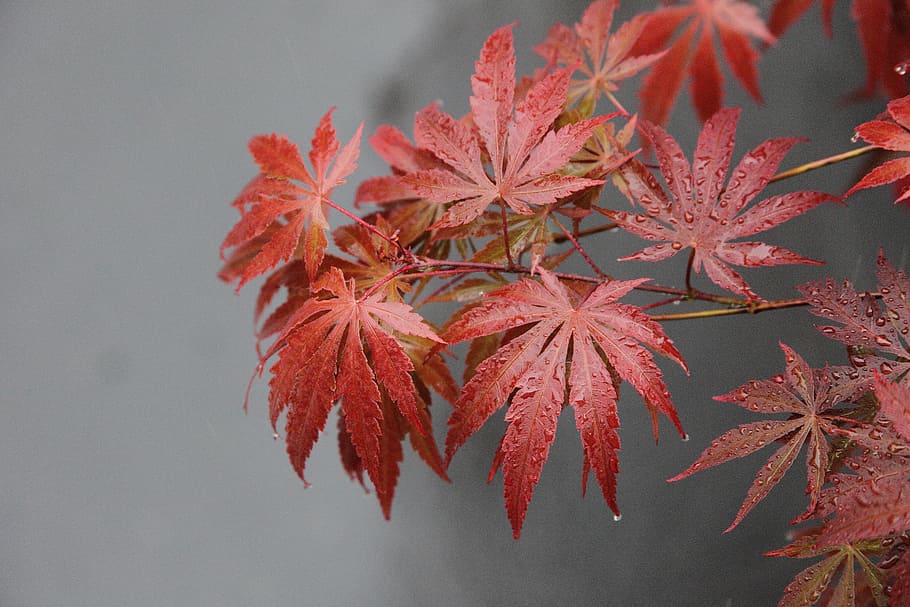 fall, maple leaf, plant, plant part, red, autumn, change, close-up HD wallpaper