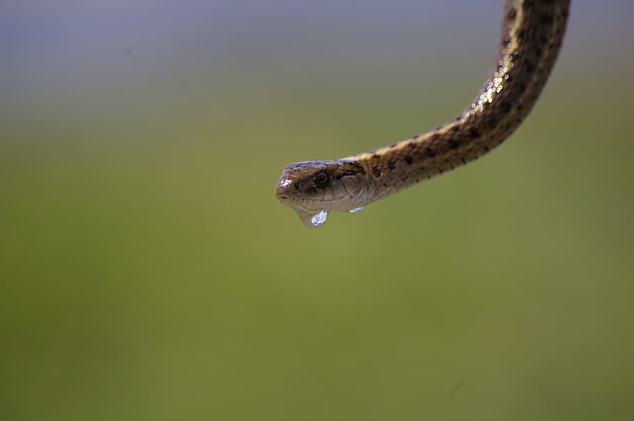 garter snake, water, drip, reptile, wildlife, animal, nature HD wallpaper