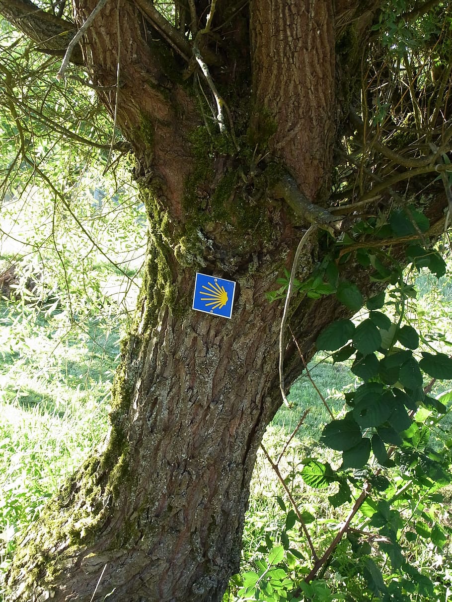 jakobsweg, shell, tree, away, target, hiking, faith, christ HD wallpaper