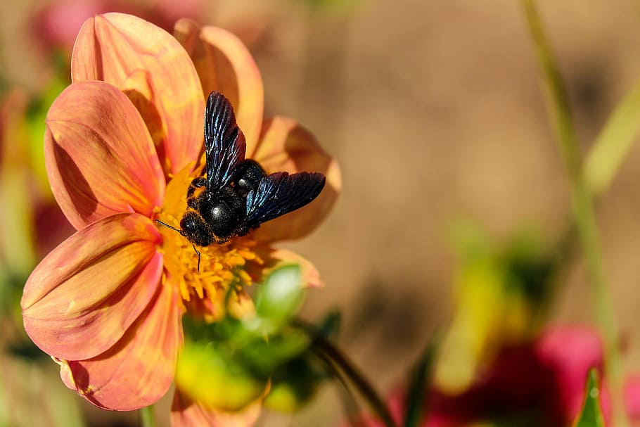 carpenter bee, insect, black, blossom, bloom, nectar, animal themes HD wallpaper