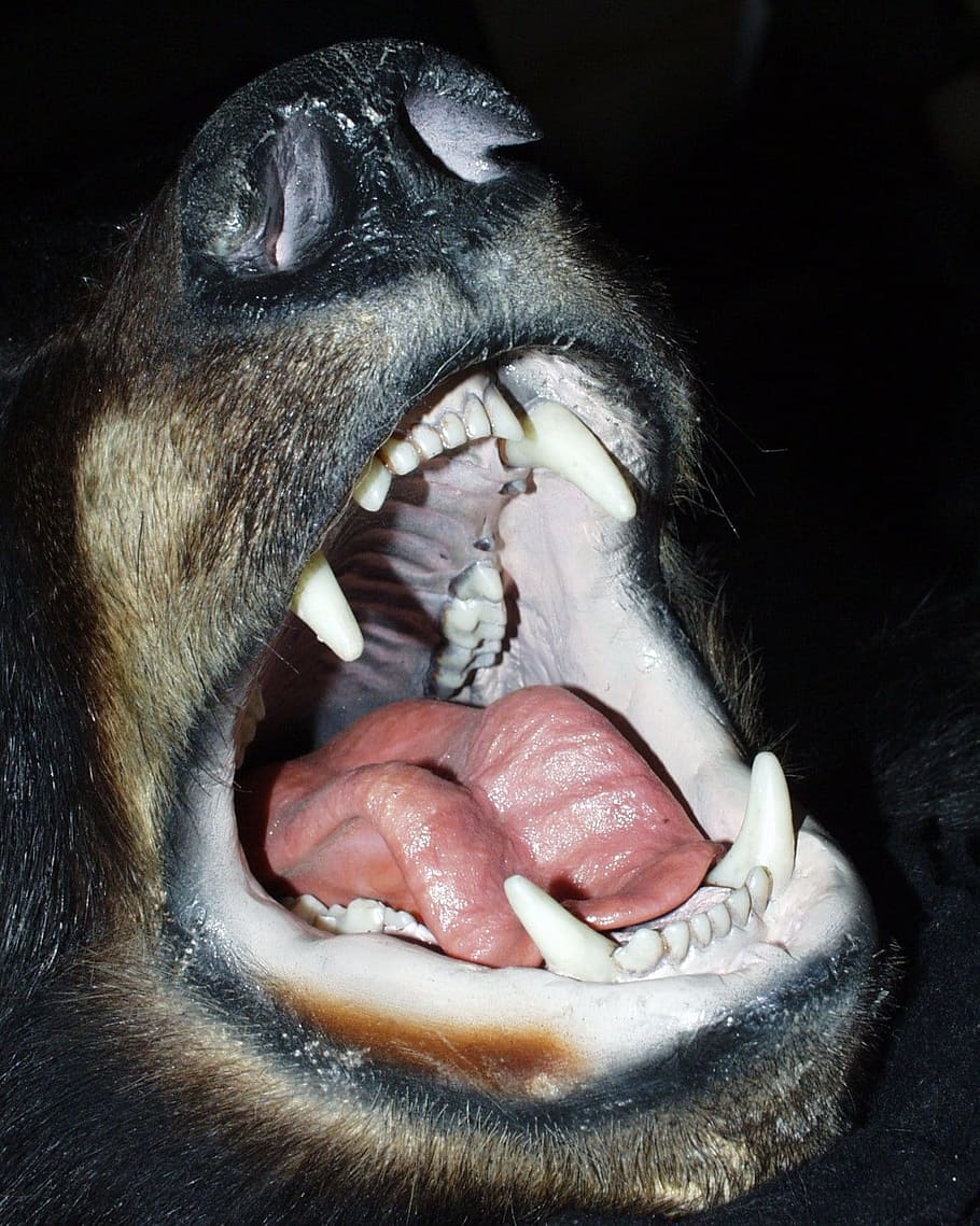 HD wallpaper: dog howling close-up photography, Black Bear, Mouth