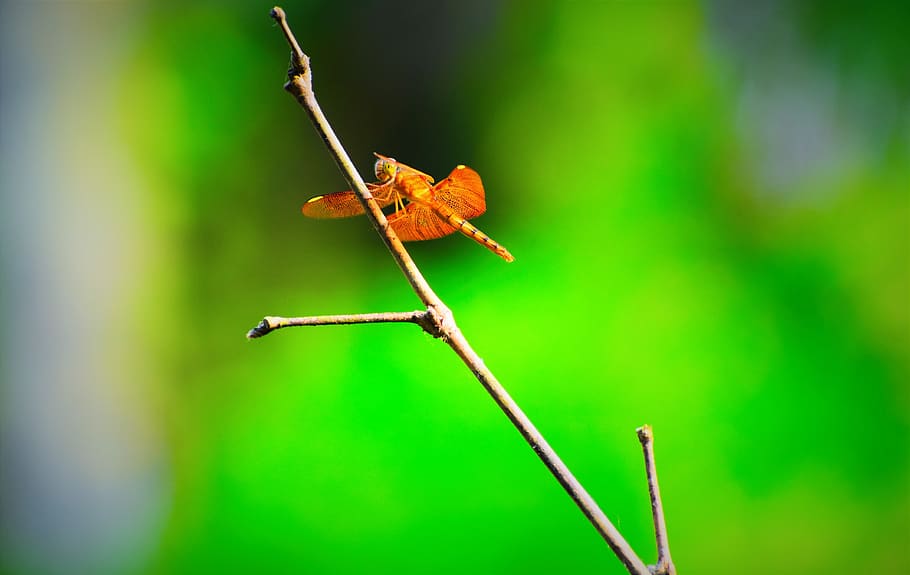 nature, insect, outdoors, leaf, animal wildlife, invertebrate HD wallpaper