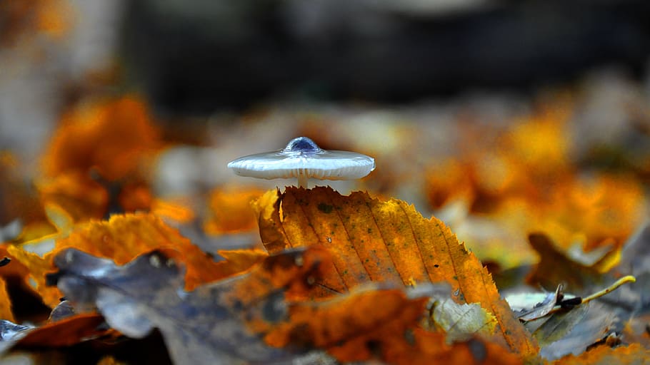 mushroom, forest, autumn, fungus, close-up, nature, plant, vegetable HD wallpaper
