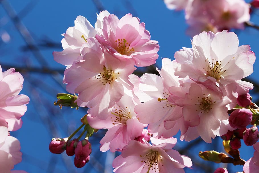 Prunus, Cherry Blossom, Flowers, rosaceae, japanese cherry, HD wallpaper