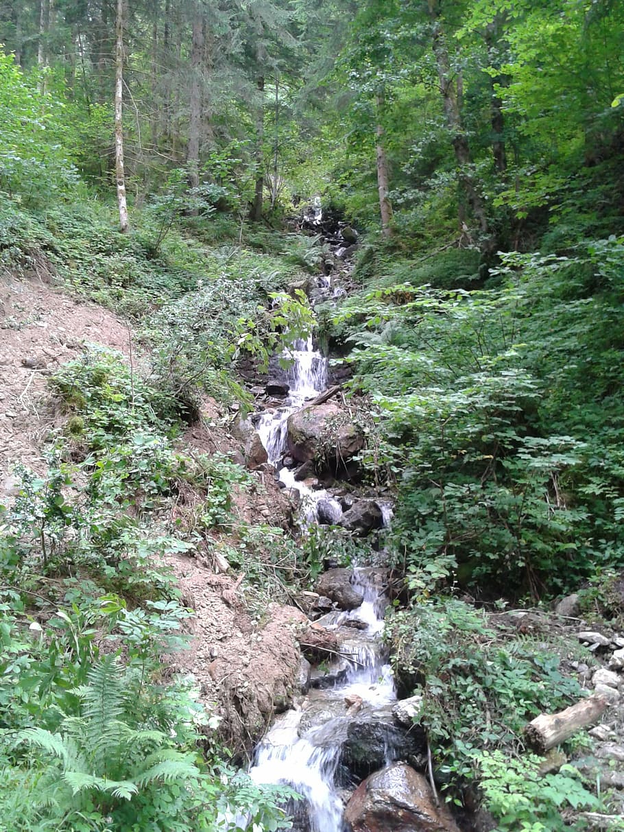 mountain, creek, forest, tree, plant, flowing water, land, beauty in nature HD wallpaper