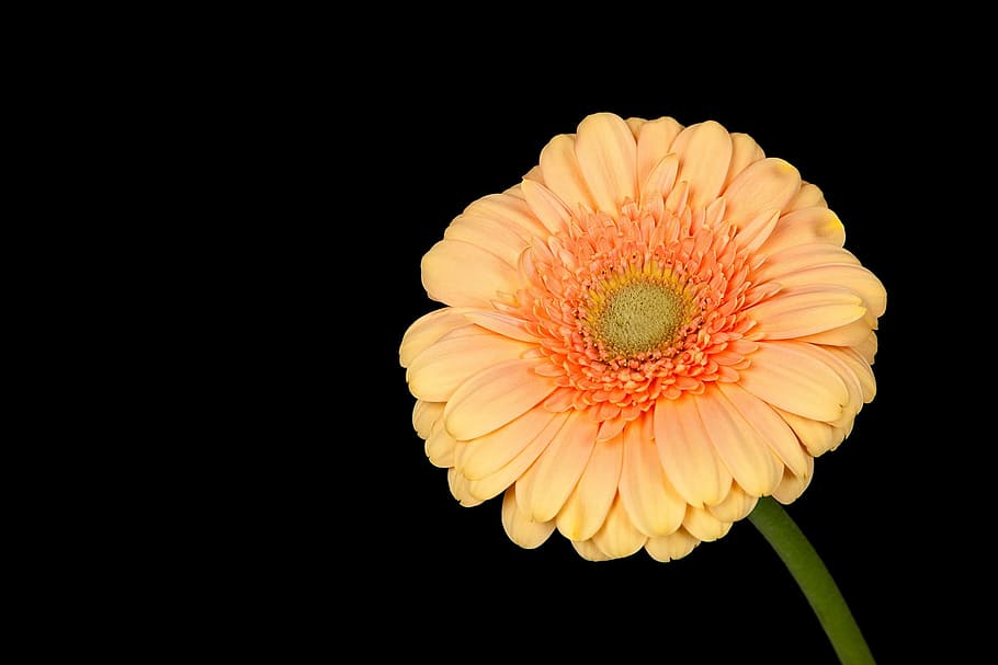 gerbera, flower, plant, spring, nature, isolated, color, colorful HD wallpaper