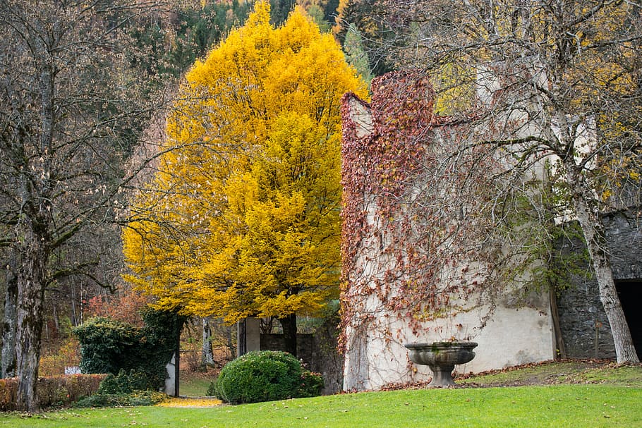 tree, park, autumn, parks, parklandschaft, schloss bruck, lienz HD wallpaper