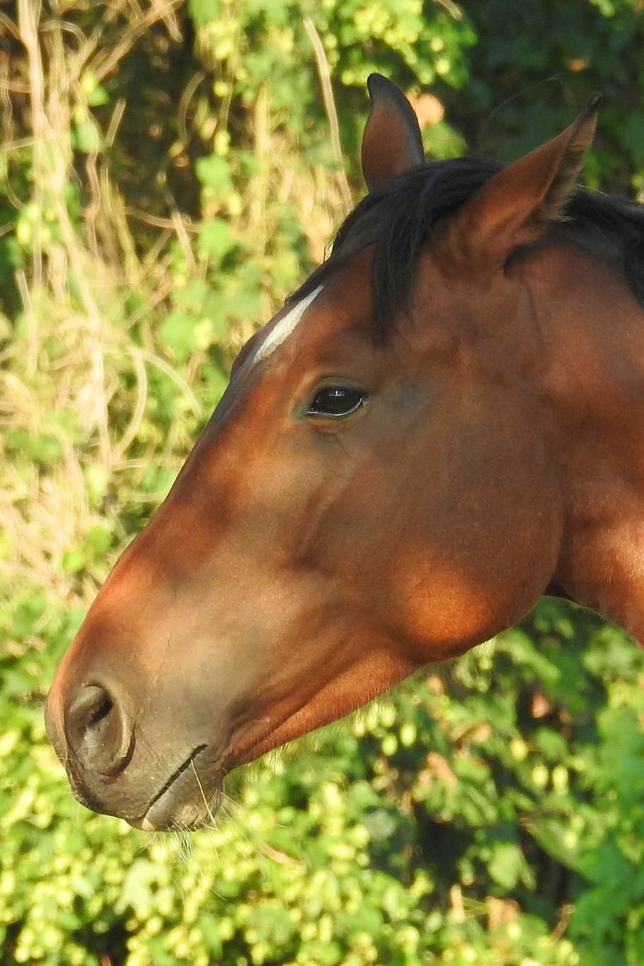 HD wallpaper: Horse, Head, Horse Head, Animal, Portrait, animal ...