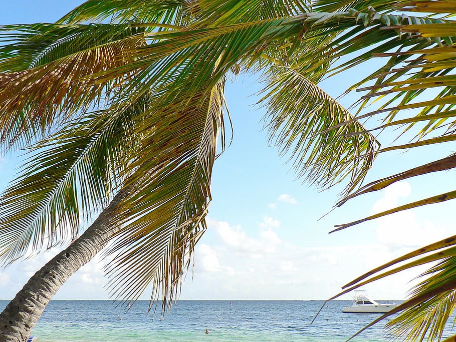 green coconut tree near body of water, Cuba, Beach, Holiday, Idleness, HD wallpaper